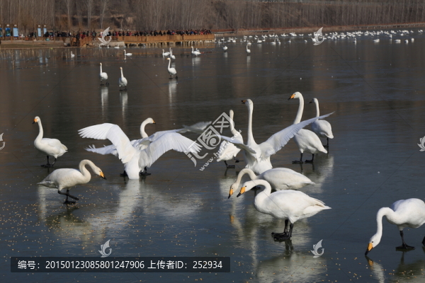 白天鵝