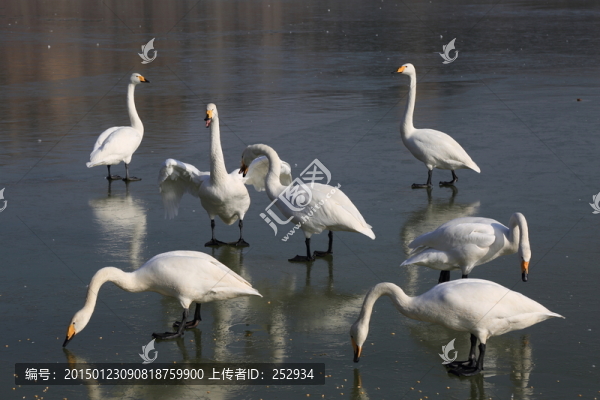白天鵝