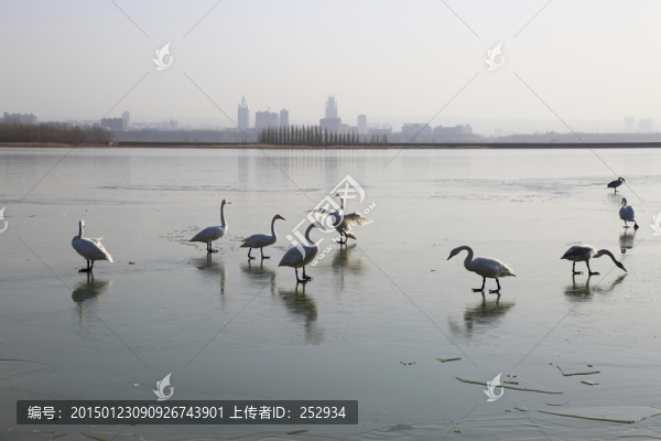 天鵝湖