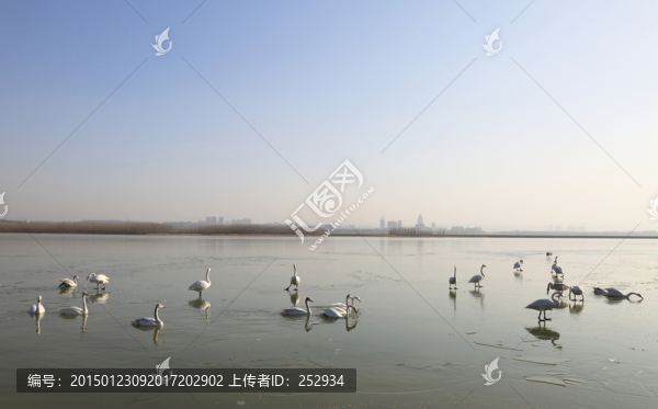 白天鵝