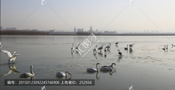 天鵝湖