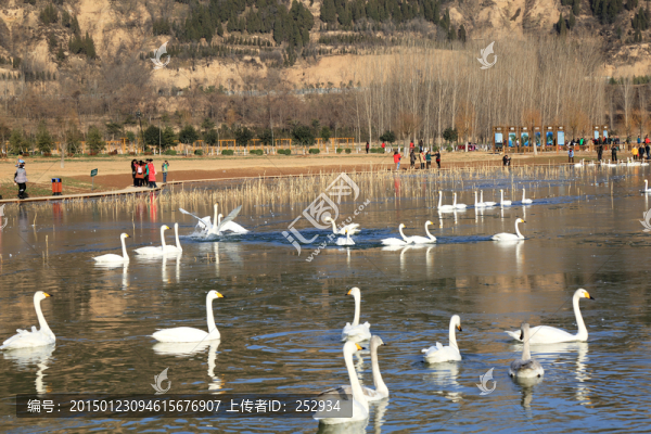 天鵝湖