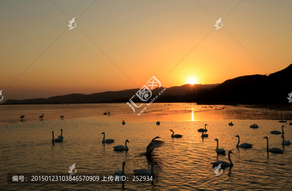 夕照天鵝湖
