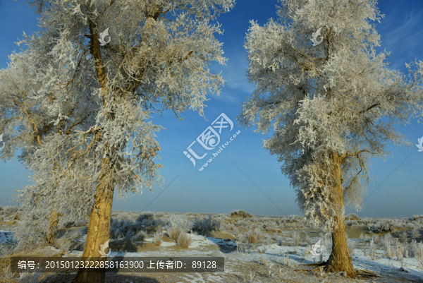 落雪的胡楊
