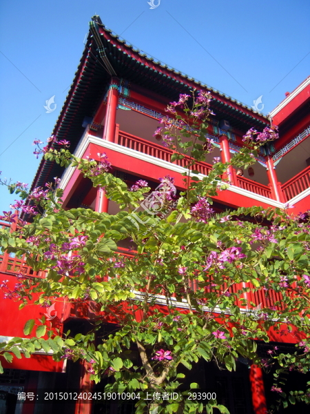 珠海市樹紅花羊蹄甲