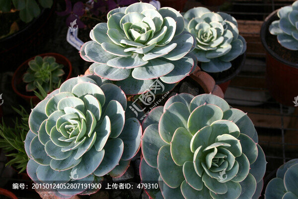 多肉植物