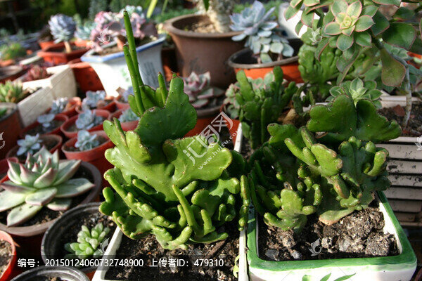 多肉植物