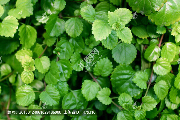 金錢草