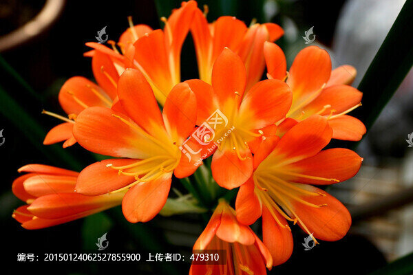 君子蘭