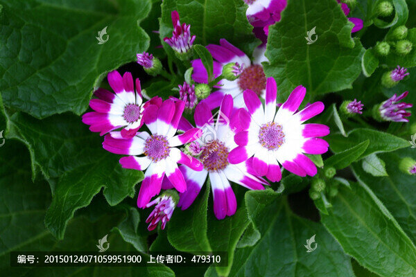 爪葉菊