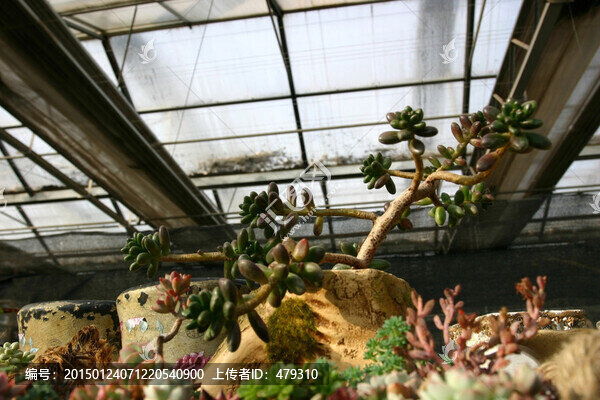 多肉植物