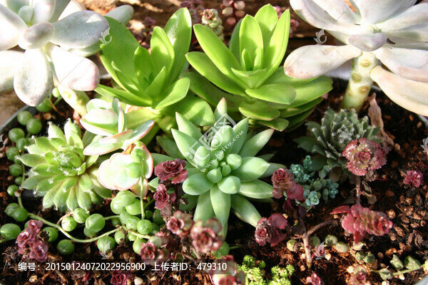 多肉植物