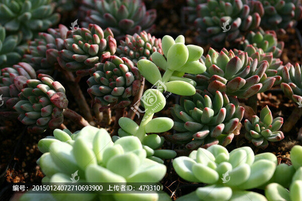 多肉植物