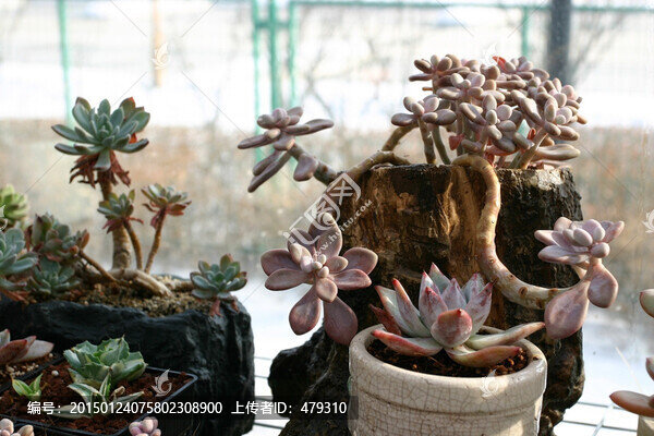 多肉植物
