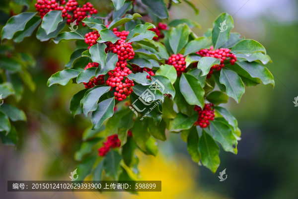紅果