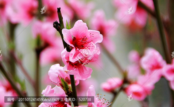 梅花