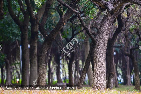 樹林