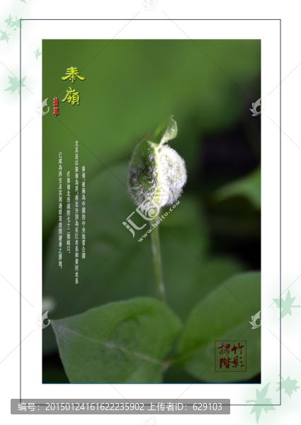 秦嶺拾萃之花草