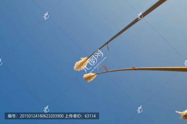 藍天,茅草