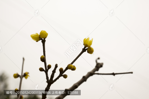 臘梅
