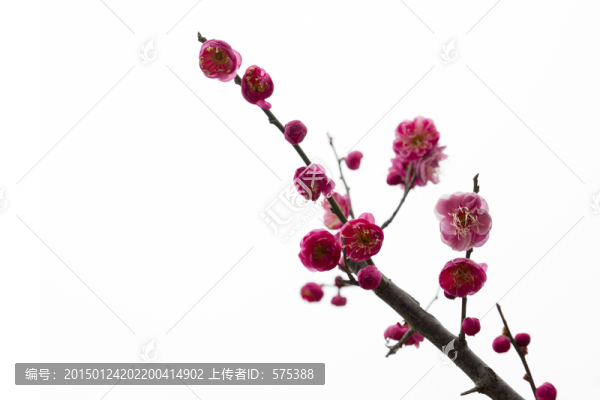 梅花