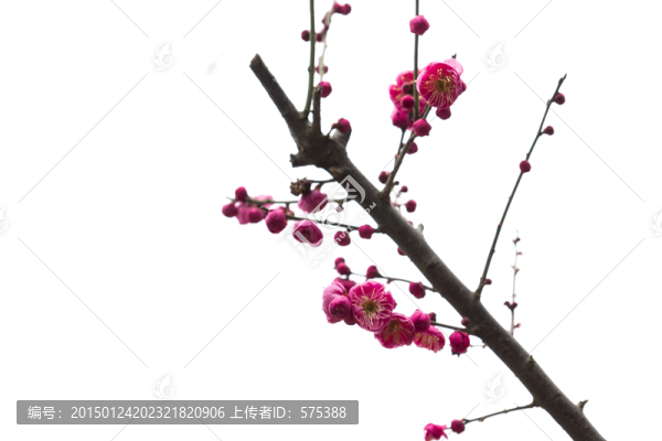 梅花