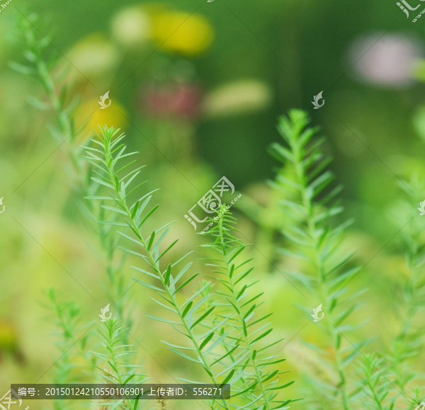 綠色的小草