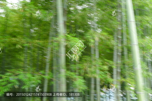 竹林