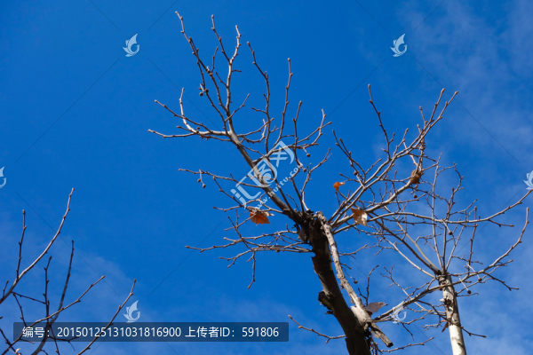 樹(shù)枝