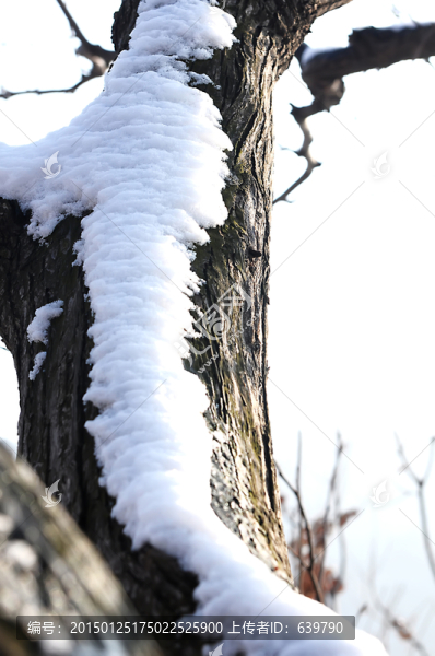 枝上殘雪