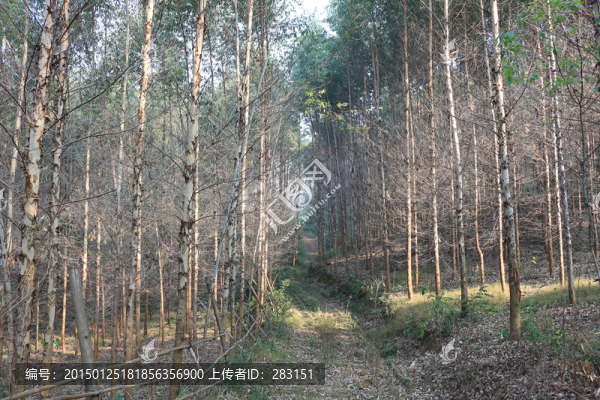 桉樹林