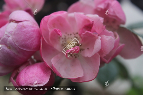 海棠花