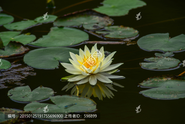 黃蓮花