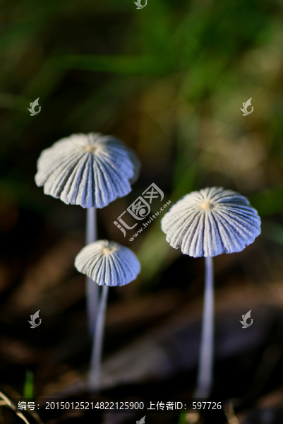 小蘑菇