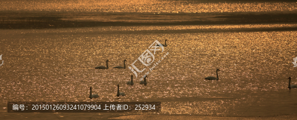 白天鵝