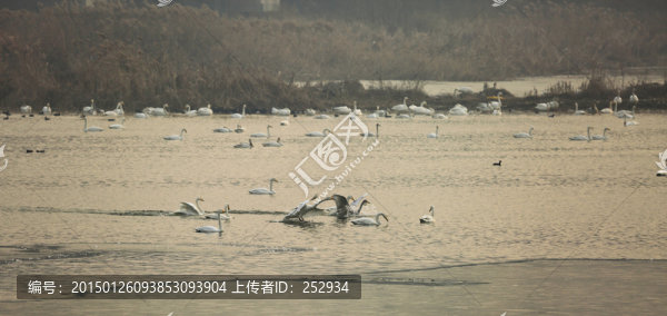 天鵝湖