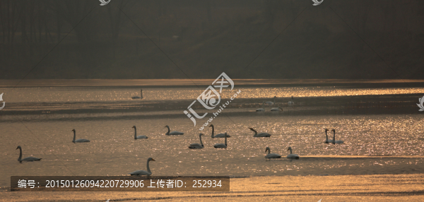 天鵝湖