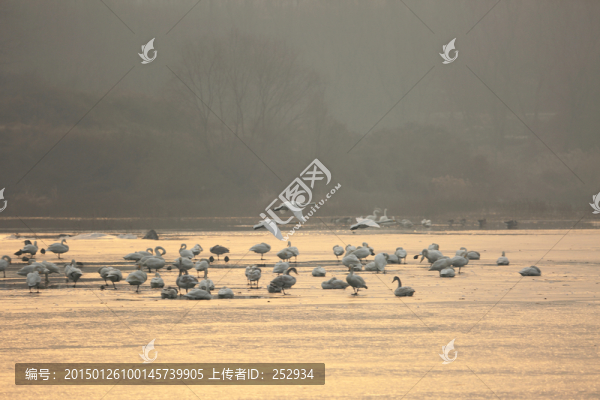 白天鵝