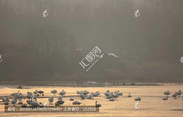 白天鵝