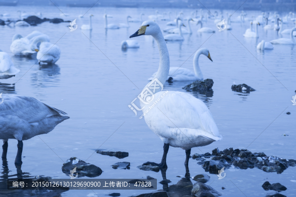 白天鵝