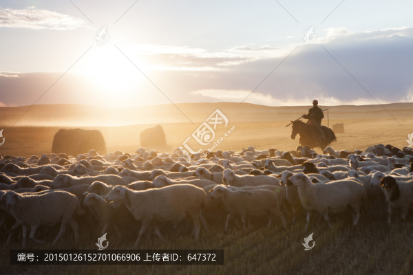 夕陽牧人