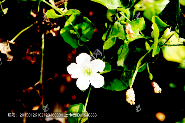 小花