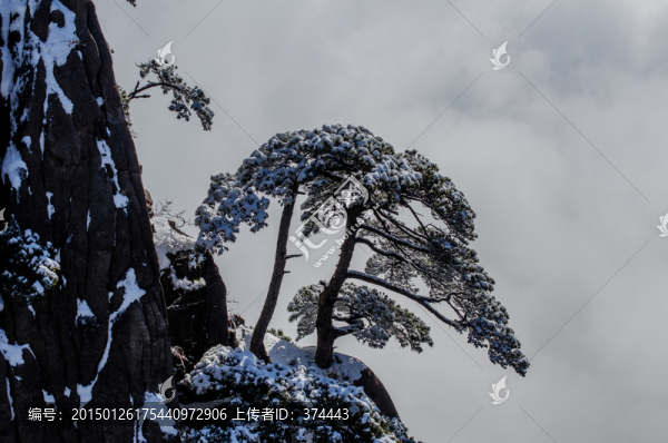 黃山雪松