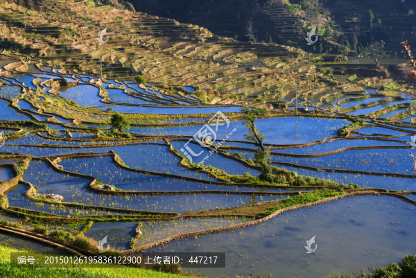 紅河甲寅梯田