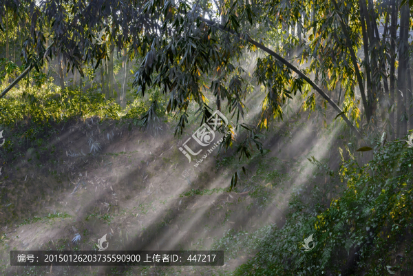 竹林局部光