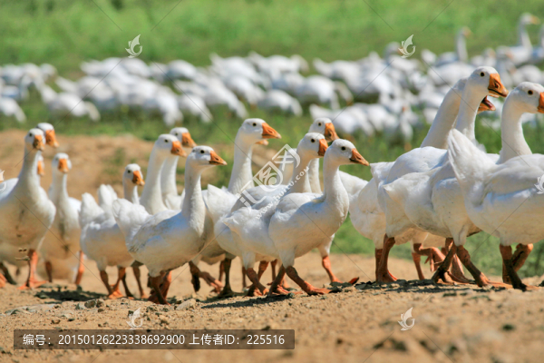 白鵝