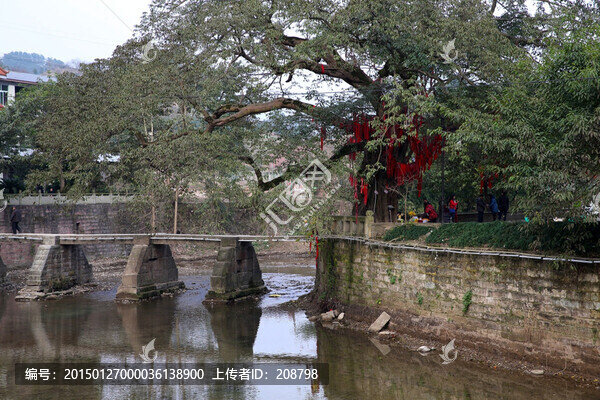 黃桷樹,石板橋
