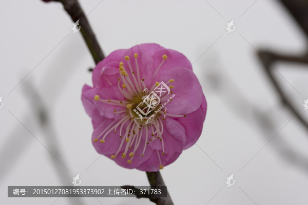 紅梅花