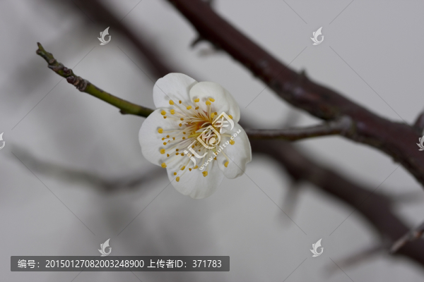 白梅花