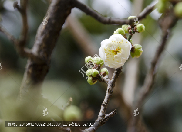 梅花